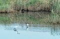 30.9.2012 Saline di Priolo (322)